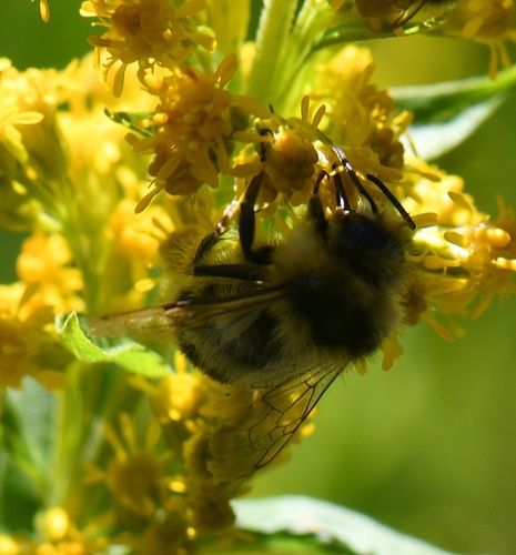 iNaturalist observation photo of Bumble Bees