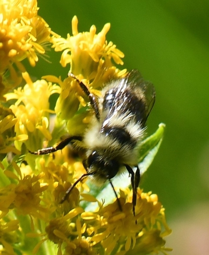iNaturalist observation photo of Bumble Bees