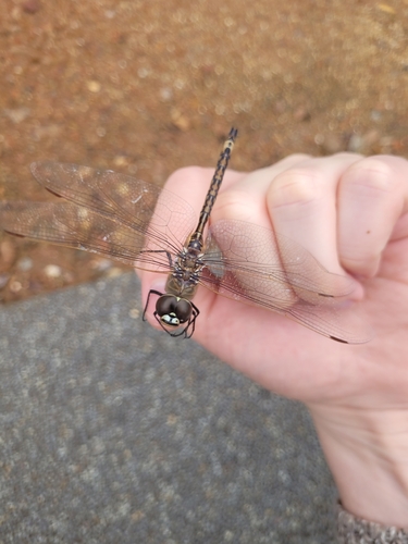 Australian Emperor