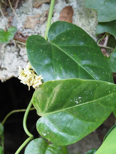 Marsdenia formosana iNat (2)