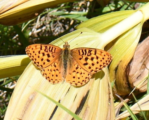 iNaturalist observation photo of Greater Fritillaries