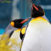 Pingüinos Grandes - Photo (c) Kunihiko N., algunos derechos reservados (CC BY-NC-ND)