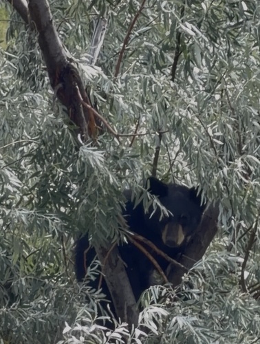 American Black Bear