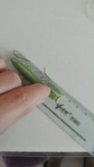 Hierodula tenuidentata