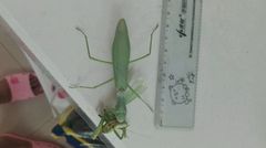 Hierodula tenuidentata