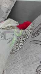 Hierodula tenuidentata