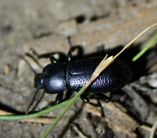 iNaturalist observation photo of Scotobaenus