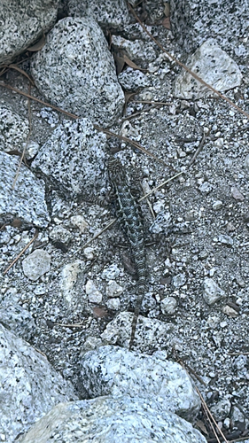 iNaturalist observation photo of Spiny Lizards