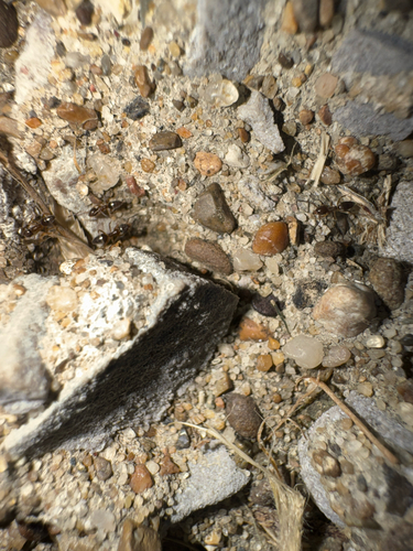 Odorous House Ant