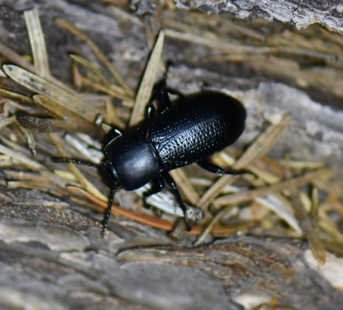 iNaturalist observation photo of Scotobaenus