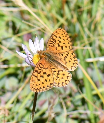 iNaturalist observation photo of Greater Fritillaries