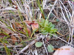 Epilobium billardiereanum