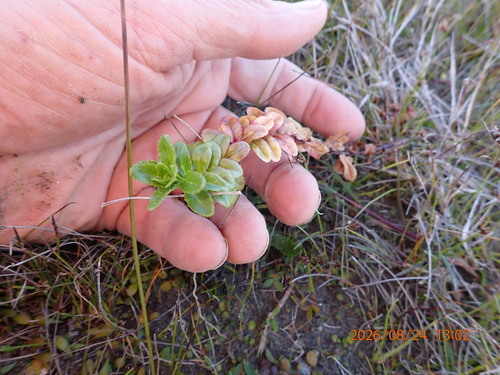 Epilobium billardiereanum, photograph 1
