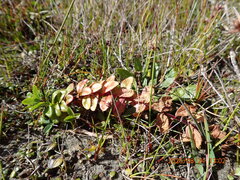 (c) Arnim Littek, some rights reserved (CC BY) Epilobium billardiereanum, photograph (c) Arnim Littek, some rights reserved (CC BY)