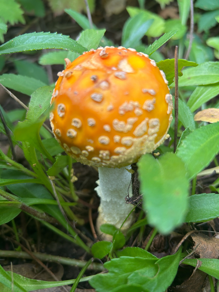 Fly Agaric · August 2026 · photo: Photo: no rights reserved · iNaturalist