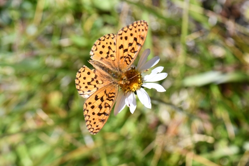 iNaturalist observation photo of Greater Fritillaries