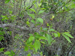 Forestiera