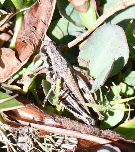 iNaturalist observation photo of North American Spur-throated Grasshoppers