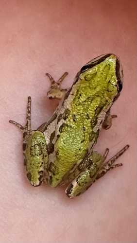Boreal Chorus Frog