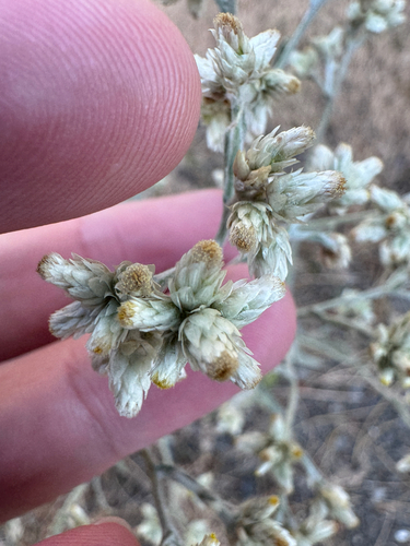 Pseudognaphalium thermale