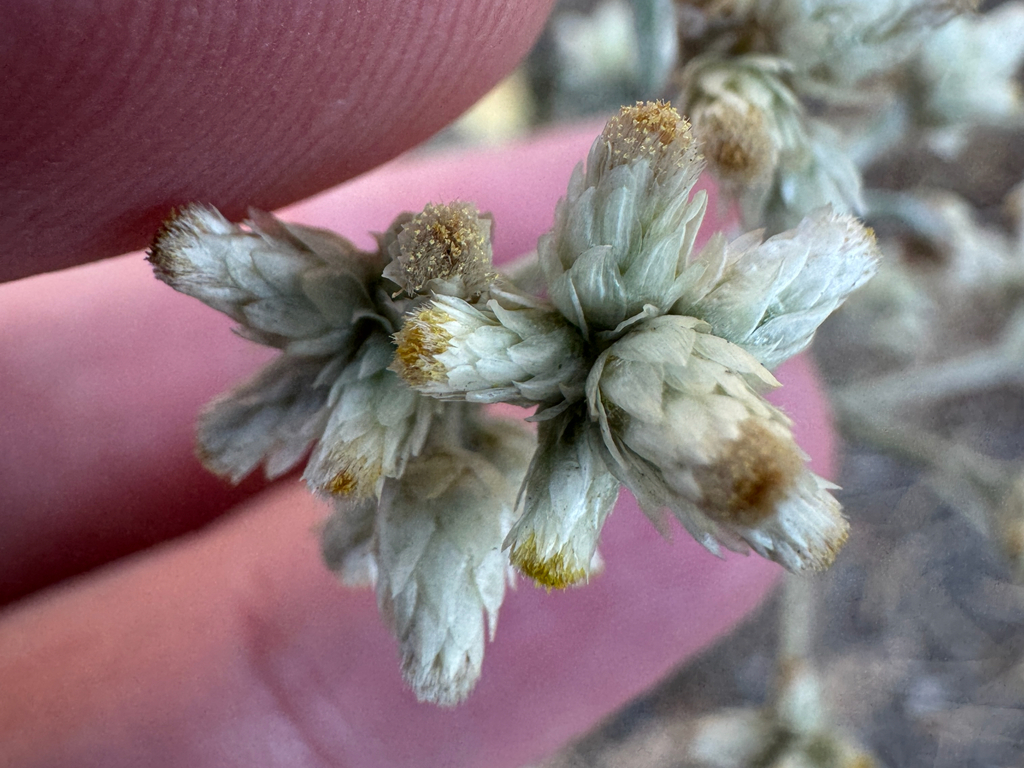 Pseudognaphalium thermale; photograph (c) Daniel Patterson, some rights reserved (CC BY)