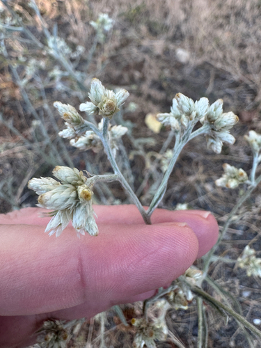 Pseudognaphalium thermale, photograph 3