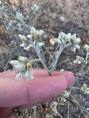 (c) Daniel Patterson, some rights reserved (CC BY) Pseudognaphalium thermale, photograph (c) Daniel Patterson, some rights reserved (CC BY)