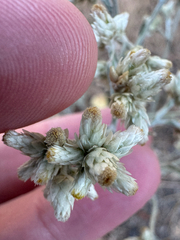 (c) Daniel Patterson, some rights reserved (CC BY) Pseudognaphalium thermale, photograph (c) Daniel Patterson, some rights reserved (CC BY)