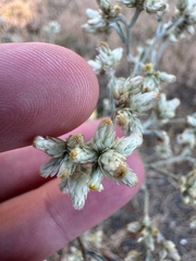 Pseudognaphalium thermale, photograph (c) Daniel Patterson, some rights reserved (CC BY)