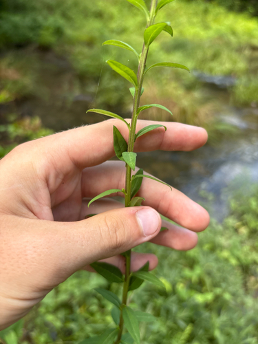 Solidago patula, photograph 4