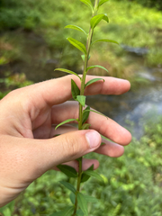author not stated, no rights reserved Solidago patula, photograph author not stated, no rights reserved
