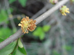 Forestiera