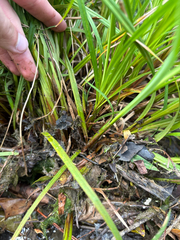 Carex torta, photograph author not stated, no rights reserved