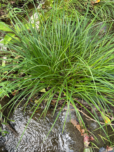 Carex torta, photograph 2