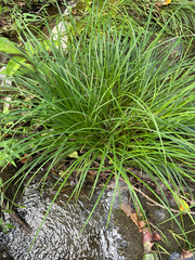 Carex torta, photograph author not stated, no rights reserved