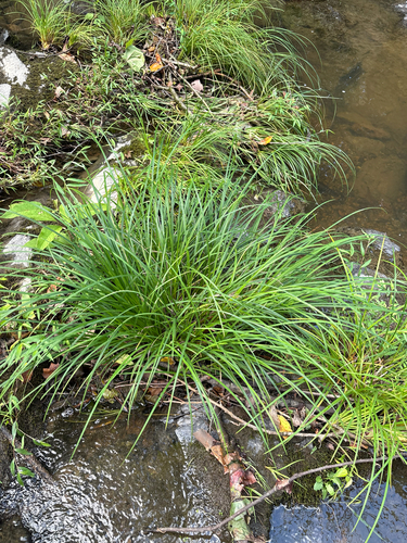 Carex torta, photograph 1