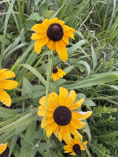 black-eyed Susan