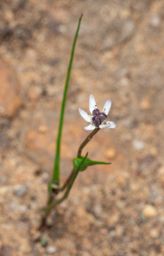 Wurmbea sinora (Wurmbea sinora)