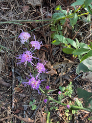 Liatris squarrulosa
