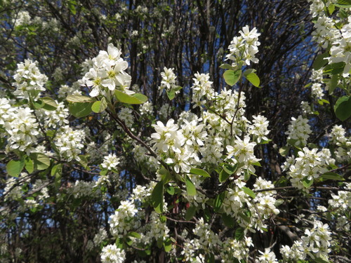 Varpinė medlieva nuotrauka