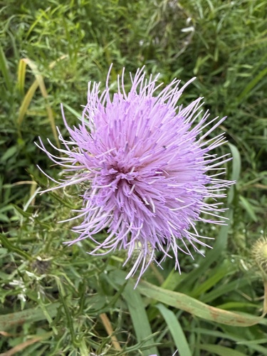 field thistle