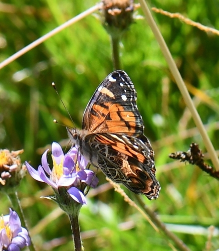 iNaturalist observation photo of American Lady