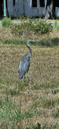 Great Blue Heron seen in Sonoma Valley