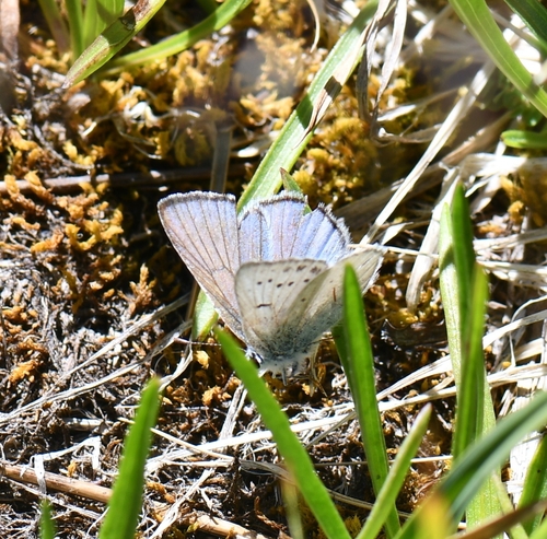 iNaturalist observation photo of Polyommatina