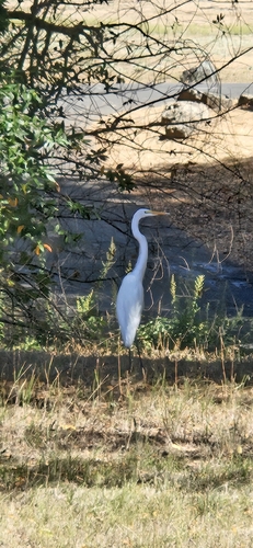 Great Egret seen in Sonoma Valley