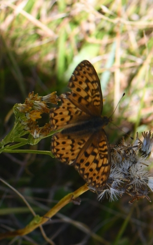 iNaturalist observation photo of Greater Fritillaries