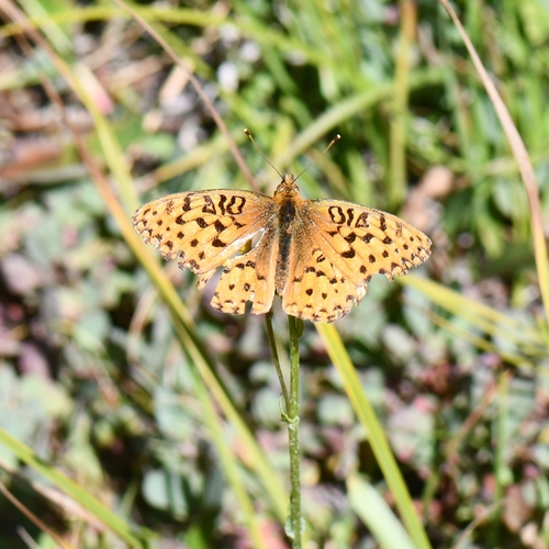 iNaturalist observation photo of Greater Fritillaries