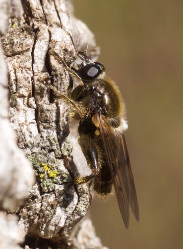 Brachypalpus oarus (Walker, 1849)