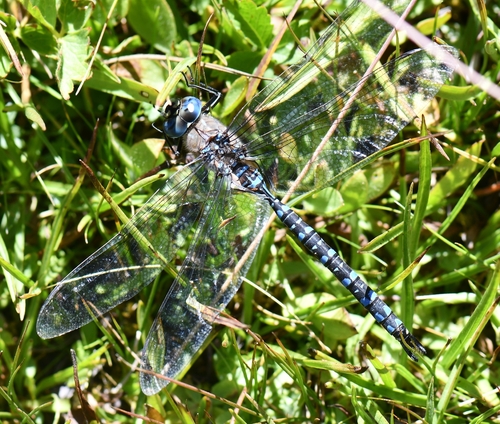 iNaturalist observation photo of Variable Darner