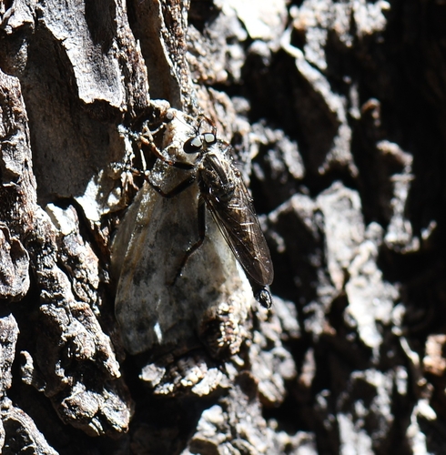 iNaturalist observation photo of Asilinae